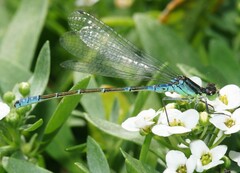Coenagrion angulatum