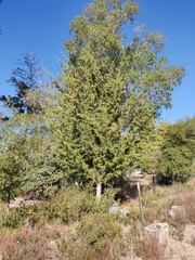 Cupressus abramsiana
