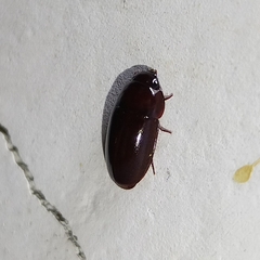 Pseudomorphini