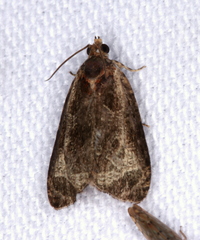 Olethreutes inornatana