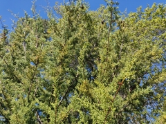 Cupressus abramsiana
