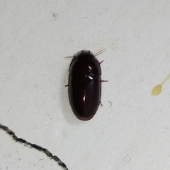 Pseudomorphini