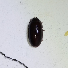Pseudomorphini