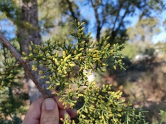 Cupressus abramsiana
