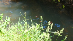 Xanthocnemis zealandica