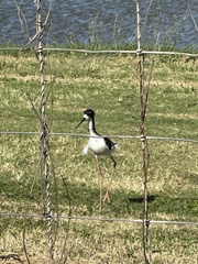 Himantopus mexicanus knudseni