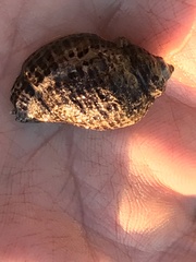 Acanthinucella