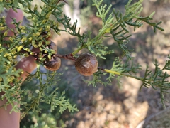 Cupressus abramsiana