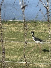 Himantopus mexicanus knudseni