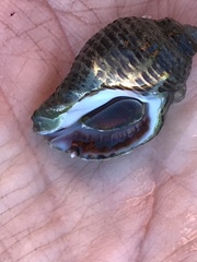 Acanthinucella