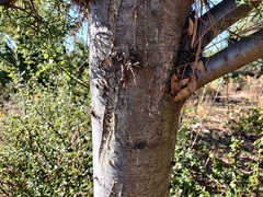 Cupressus abramsiana