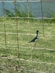 Himantopus mexicanus knudseni