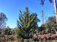 Cupressus abramsiana