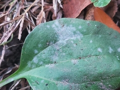 Golovinomyces sordidus