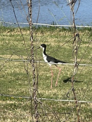 Himantopus mexicanus knudseni
