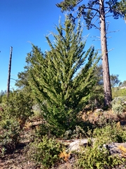 Cupressus abramsiana