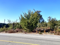 Cupressus abramsiana