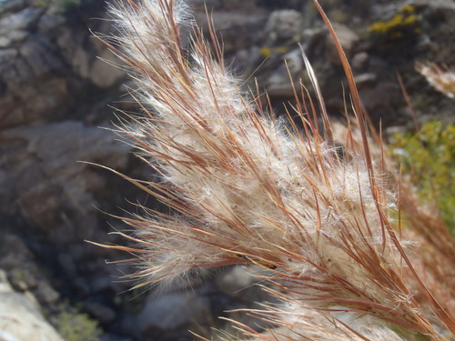 Andropogon scabriglumis
