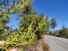 Cupressus abramsiana