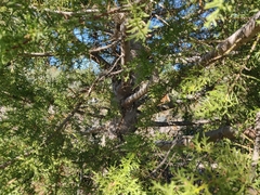 Cupressus abramsiana