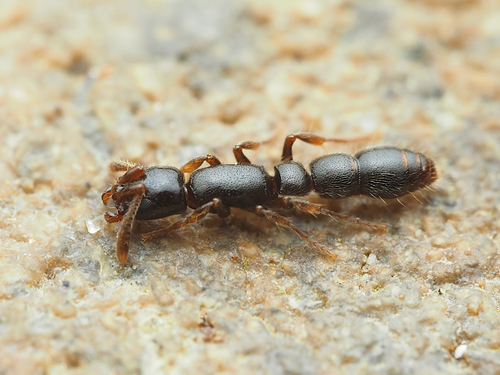 Lioponera hewittiLioponera hewitti
