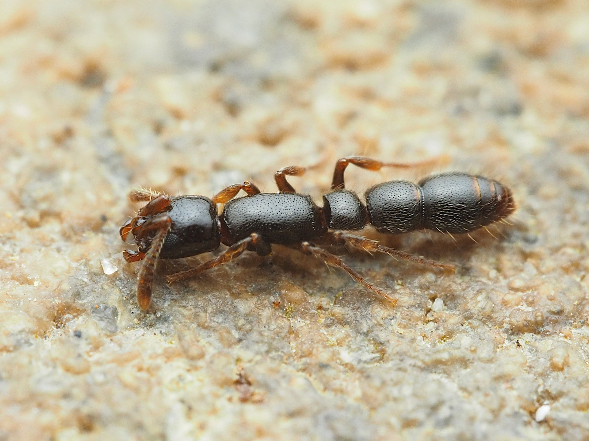 Lioponera hewitti