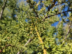 Cupressus abramsiana
