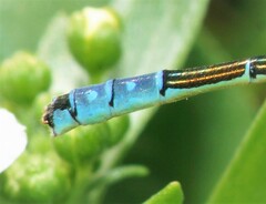 Coenagrion angulatum