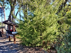 Cupressus abramsiana