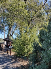 Cupressus abramsiana