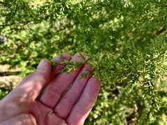 Cupressus abramsiana