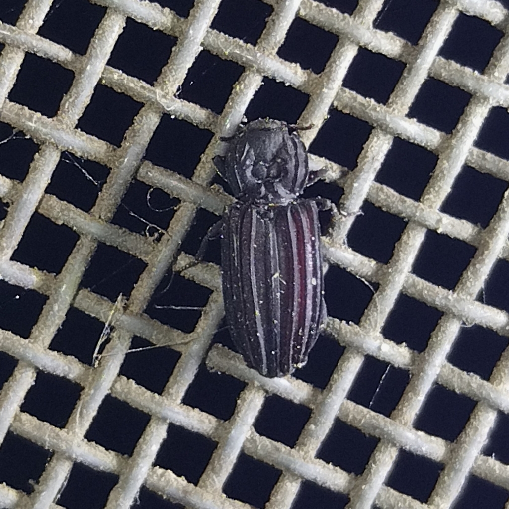 Prolyctus exaratus