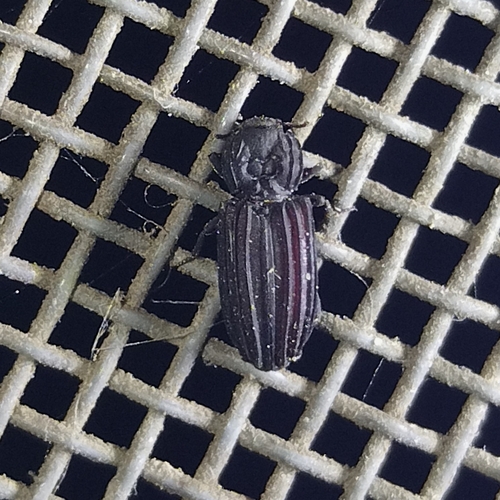 Prolyctus exaratus