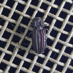 Bothrideridae