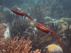 Sepioteuthis sepioidea