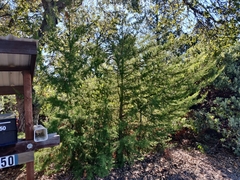 Cupressus abramsiana