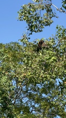 Pterorhinus perspicillatus