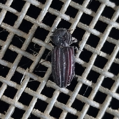 Bothrideridae