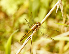 Diplacodes melanopsis