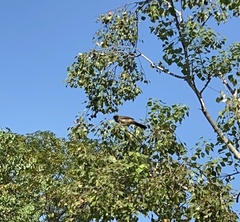 Pterorhinus perspicillatus