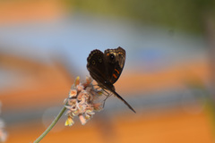 Junonia nigrosuffusa