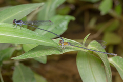 Pseudagrion pruinosum