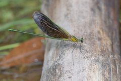 Neurobasis chinensis