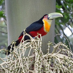 Ramphastos dicolorus