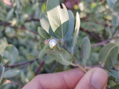 Arctostaphylos silvicola