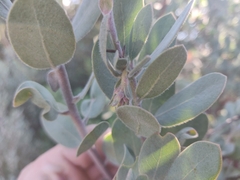 Arctostaphylos silvicola