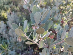 Arctostaphylos silvicola