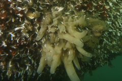 Calcarea