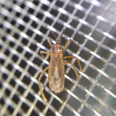 Oncerotrachelus