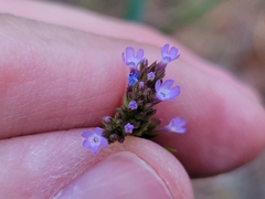 Verbena brasiliensis